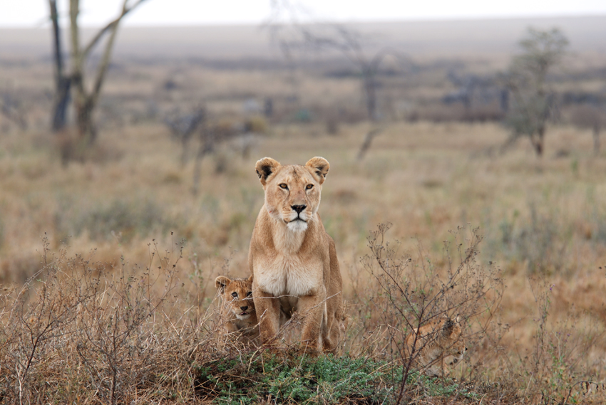 African Lioness