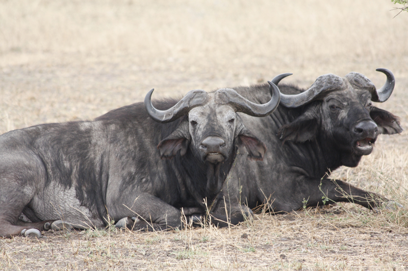 10 day Cultural Safari