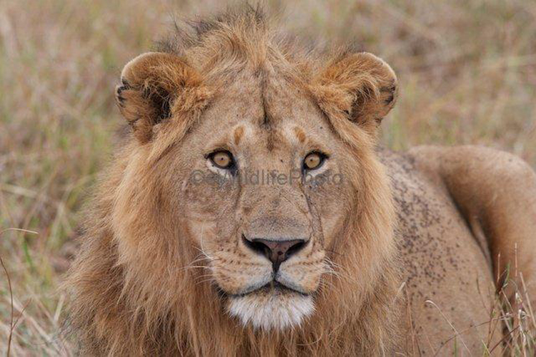 African Lion