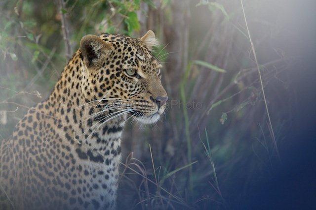 Tupo Africa Safari Ostrich