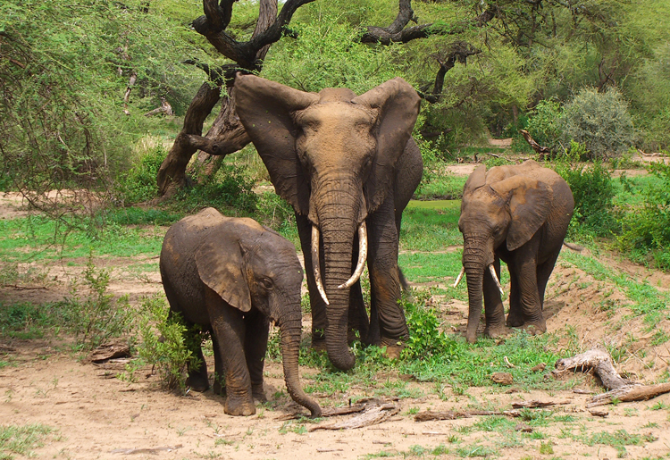 african elephants
