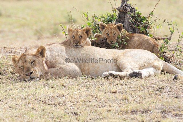 African Lions