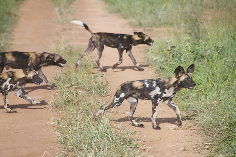 African wild dogs