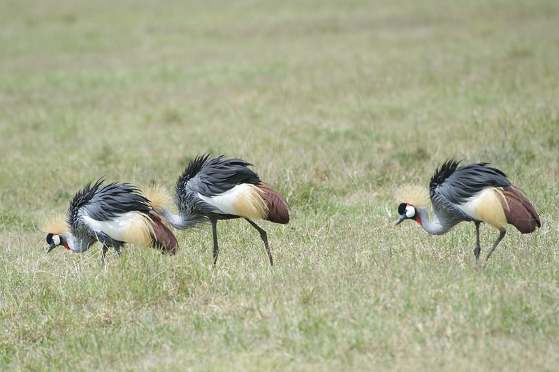 Udzungwa Birds