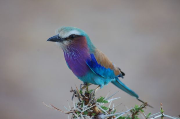 Lilac Breasted Roller