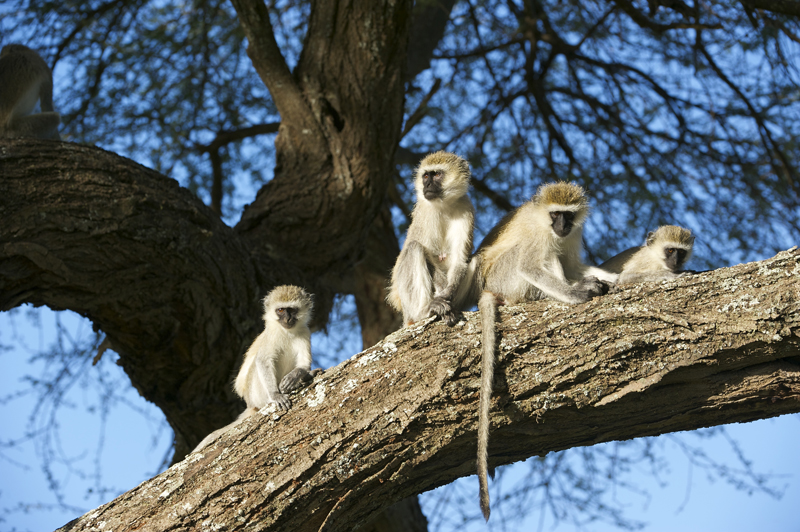 Arusha National Park
