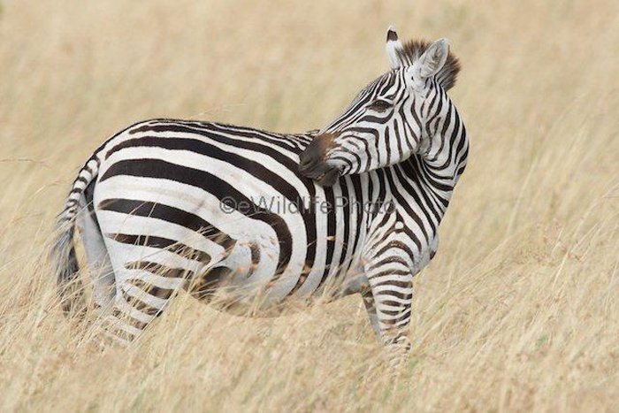 Serengeti Zebra